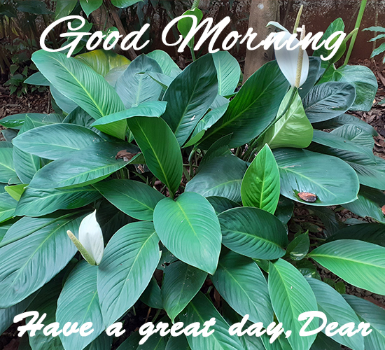 Good Morning, White  Anthurium.
