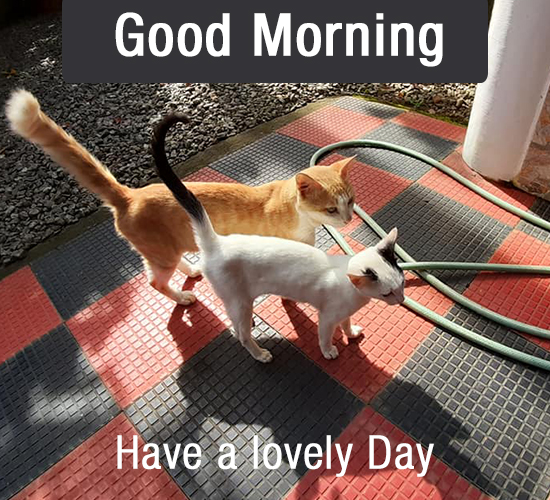 Good Morning, Cats!