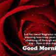 Fragrance Of The Morning Rose.