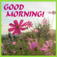 Have A Sunny Day!