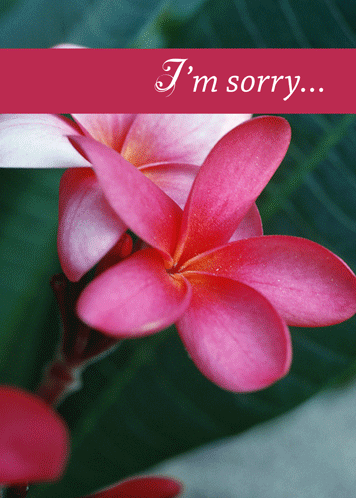 Say You Are Sorry With Pretty Flower!