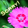 A True Feeling Of Sorry With Flower!