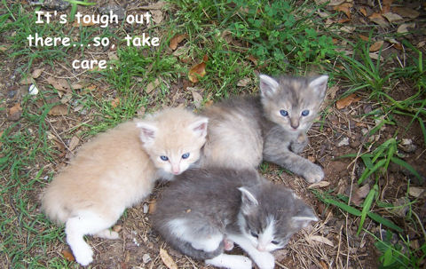 Take Care Kittens.