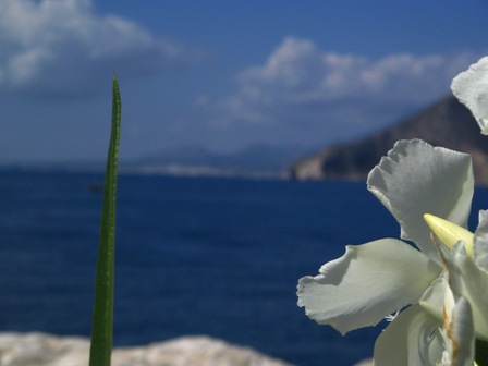 White Flower.