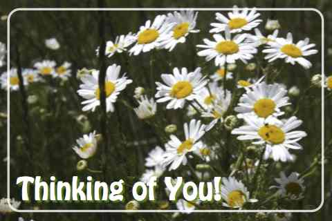 Thinking Of You Daisies.