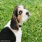 Beagle Puppy Dog - Thinking Of You.