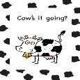 Cute Thinking Of You With Cow Humor.