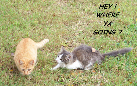 Where You Going? Kittens.