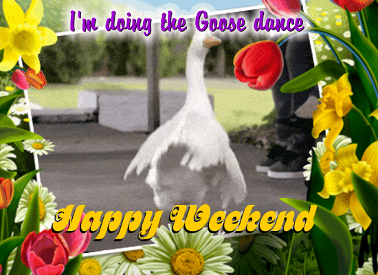 Goose Dance!
