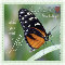 Inspirational Butterfly Card.