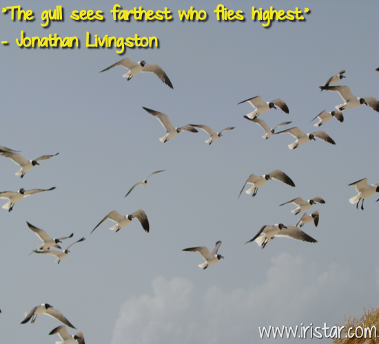 Seagulls In Flight. Free Poetry eCards, Greeting Cards | 123 Greetings