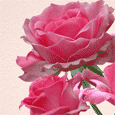 Beautiful Rose!