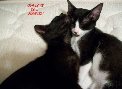 Love Forever Cats.