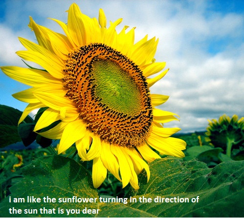 Love U Like The Sunflower.