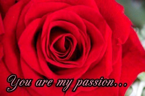 Rose Passion...