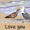 I Love You Seagulls...