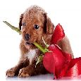 Accept My Love!
