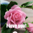 A Rose To Say Your Love!