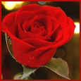 A Lovely Rose.