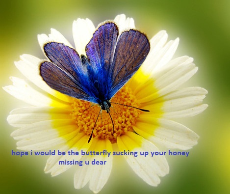 Miss U Like Butterfly.