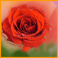 A Colorful Rose...