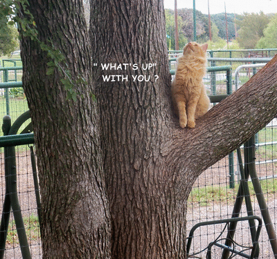 Hello From Tree Cat.