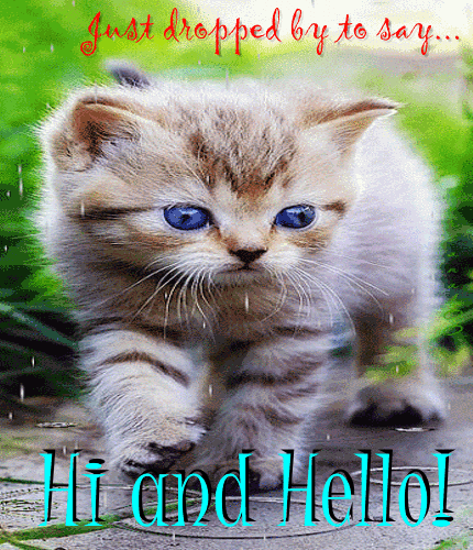 Kitty Says Hi And Hello.