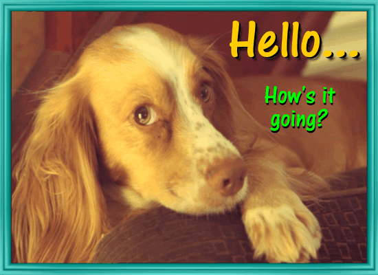 A Bored Doggy Saying Hello!