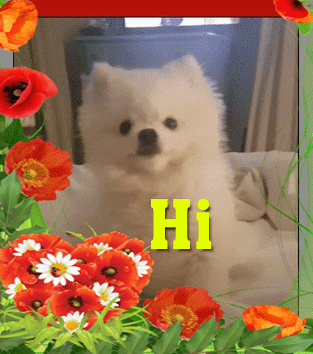 A Cute Hi-Hello Card For You.