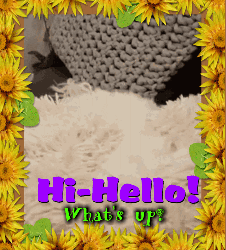 Hi-Hello... What’s Up?