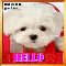 A Cute Doggy Says Hello.
