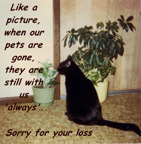 Loss Of Pet.