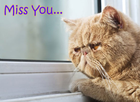 Pets Miss You Cards, Free Pets Miss You Wishes, Greeting Cards | 123 ...