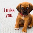 Pets Miss You Cards, Free Pets Miss You eCards, Greeting Cards | 123 ...