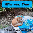 Miss You, Cat Lover...