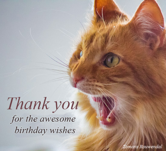 A Meowing Thank You...