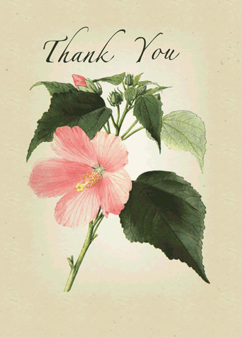 Natural Hibiscus Flower To Say Thanks!