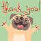 Thank You, From Pug Dog!