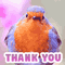 Thank You For Being Awesome Cute Bird.