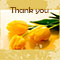 Tulip Thank You!