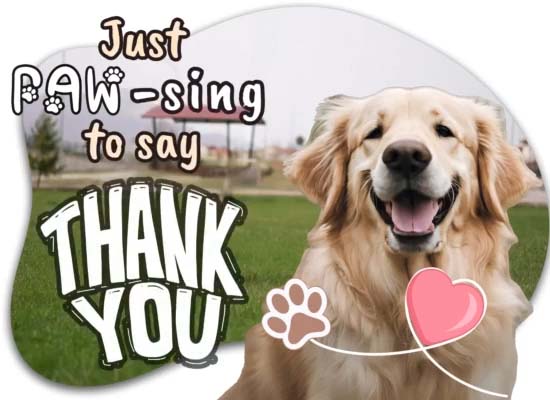 Just Pawsing To Say Thank You