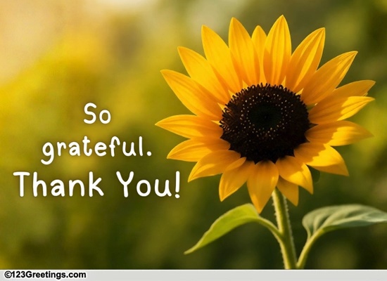 Thank You Dailies Cards, Free Thank You Dailies eCards, Greeting