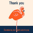 Thank You Flamingo.