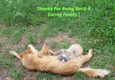 Thank You Family Cats.