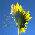 Thank You For Your Kindness, Sunflower.