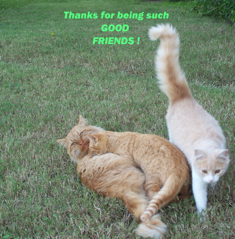Thank You Friends Cats.