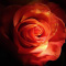 Love Rose...