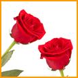 A Rose To Say Thank U!
